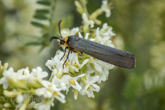 Inopsis modulata