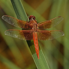Libellula saturata