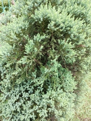 Juniperus squamata