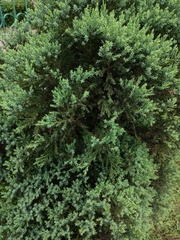 Juniperus squamata