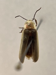 Photinus marginellus