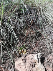 Oncidium graminifolium