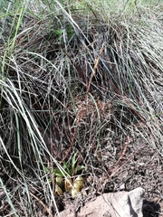 Oncidium graminifolium