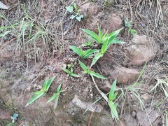 Oncidium graminifolium