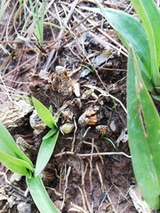 Oncidium graminifolium