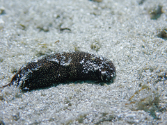 Aglaja ocelligera