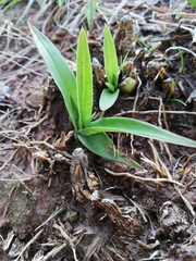 Oncidium graminifolium