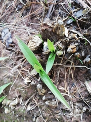 Oncidium graminifolium
