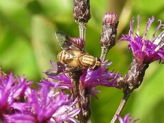 Chrysops flavidus