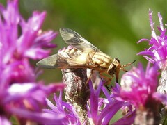Chrysops flavidus