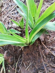 Oncidium graminifolium