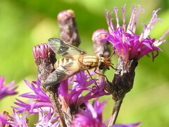 Chrysops flavidus