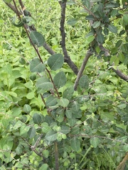 Cotoneaster multiflorus