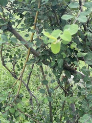 Cotoneaster multiflorus
