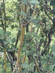 Cotoneaster multiflorus