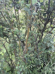 Cotoneaster multiflorus