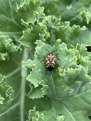 Murgantia histrionica