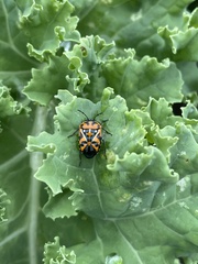 Murgantia histrionica
