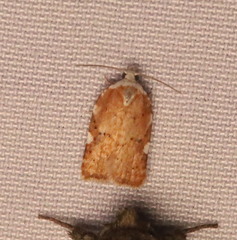 Acleris cervinana