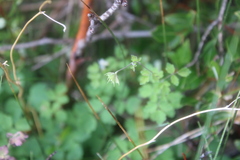 Thalictrum sparsiflorum