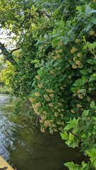 Physocarpus intermedius