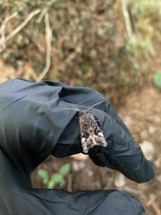 Euplexia