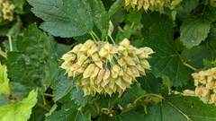 Physocarpus intermedius