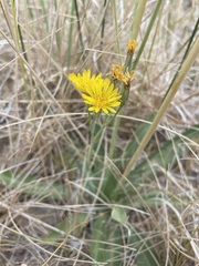 Crepis runcinata hallii