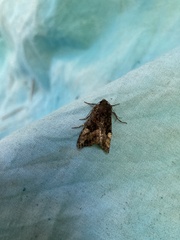 Euplexia