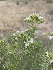 Ericameria albida