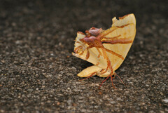 Trotocraspeda divaricata