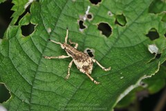 Episomus chinensis