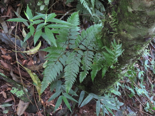Image of Parapolystichum effusum by (c) Ezequiel Vera, some rights reserved (CC BY)