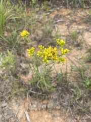 Solidago nitida