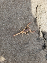 Centruroides margaritatus