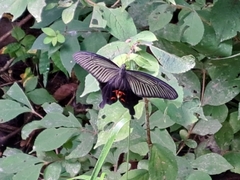 Papilio bianor