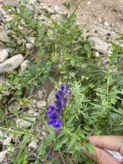 Scutellaria baicalensis
