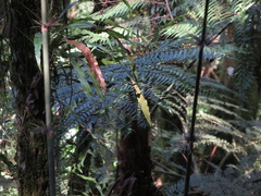 Alsophila setosa