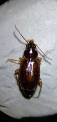 Trechus obtusus
