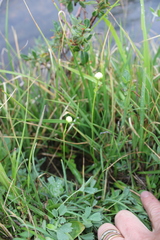 Parnassia palustris