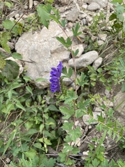 Scutellaria baicalensis