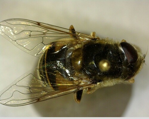 iNaturalist observation photo of Black-footed Drone Fly