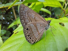 Timochreon satyrus