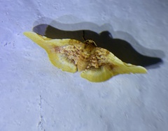 Pyrinioides sinuosus