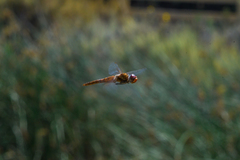 Pantala hymenaea