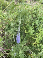 Veronica linariifolia