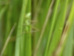 Conocephalus saltans