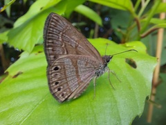 Timochreon satyrus
