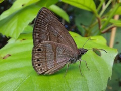 Timochreon satyrus