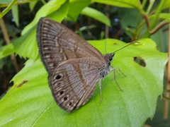 Timochreon satyrus